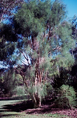 APII jpeg image of Melaleuca tamariscina  © contact APII