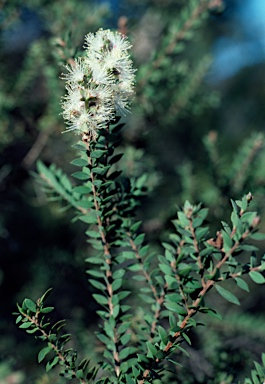 APII jpeg image of Melaleuca sieberi  © contact APII