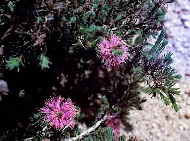 APII jpeg image of Melaleuca scabra  © contact APII