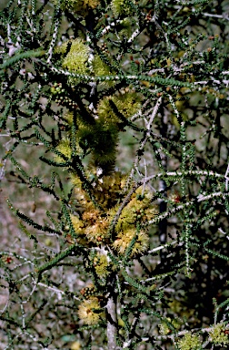 APII jpeg image of Melaleuca blaeriifolia  © contact APII