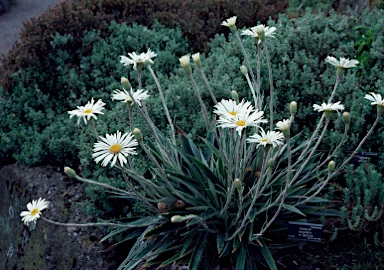 APII jpeg image of Celmisia longifolia  © contact APII