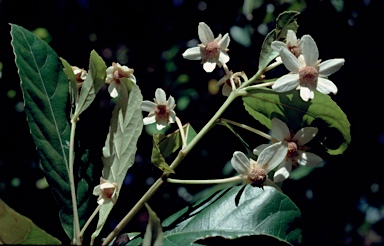APII jpeg image of Sloanea australis  © contact APII