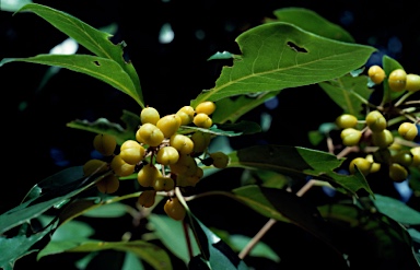 APII jpeg image of Pittosporum ferrugineum  © contact APII