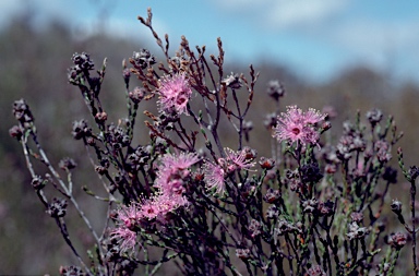 APII jpeg image of Kunzea opposita  © contact APII