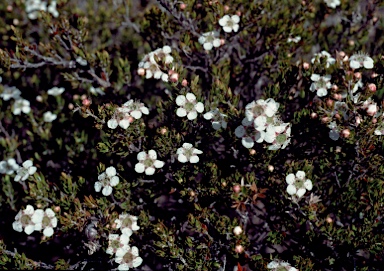 APII jpeg image of Leptospermum novae-angliae  © contact APII