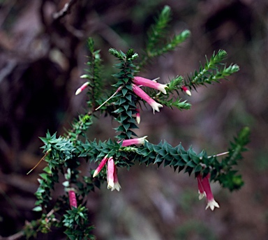 APII jpeg image of Epacris longiflora  © contact APII