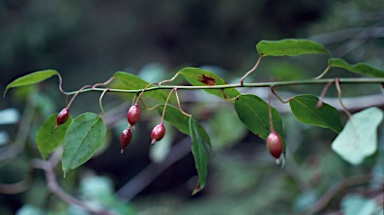 APII jpeg image of Berberidopsis beckleri  © contact APII