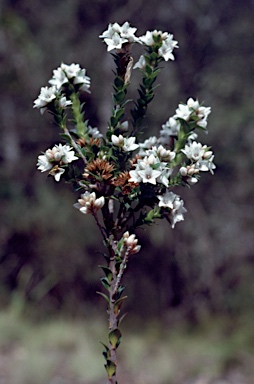 APII jpeg image of Epacris petrophila  © contact APII