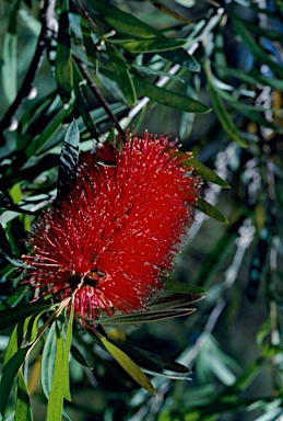 APII jpeg image of Callistemon phoeniceus  © contact APII