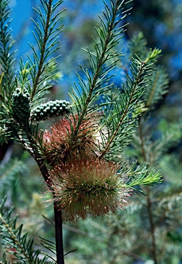 APII jpeg image of Melaleuca calothamnoides  © contact APII