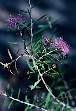 APII jpeg image of Melaleuca leptospermoides  © contact APII