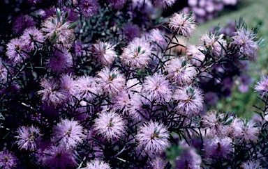 APII jpeg image of Melaleuca pentagona  © contact APII