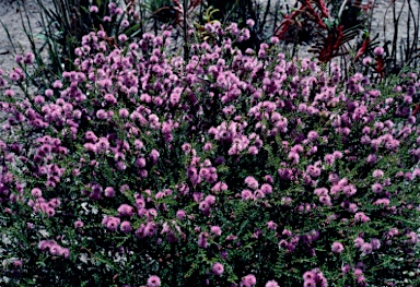 APII jpeg image of Beaufortia schaueri  © contact APII