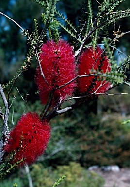 APII jpeg image of Melaleuca coccinea  © contact APII