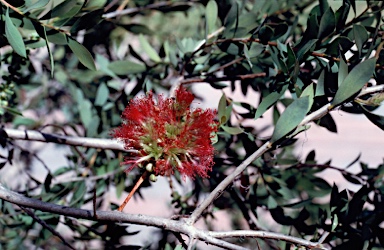 APII jpeg image of Melaleuca macronychia  © contact APII