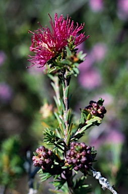 APII jpeg image of Beaufortia bracteosa  © contact APII