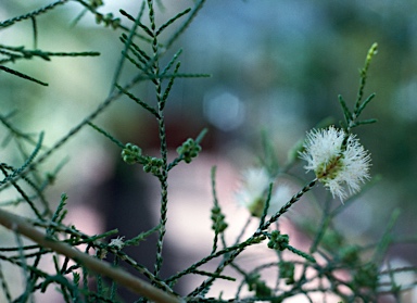 APII jpeg image of Melaleuca minutifolia  © contact APII