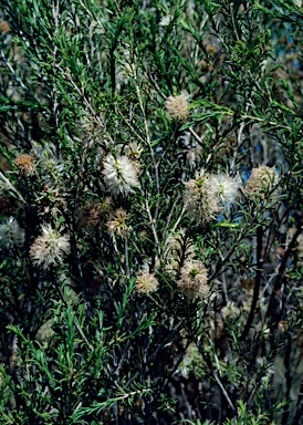 APII jpeg image of Melaleuca hamulosa  © contact APII