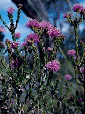 APII jpeg image of Melaleuca clavifolia  © contact APII