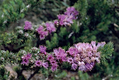 APII jpeg image of Eremaea violacea subsp. raphiophylla  © contact APII