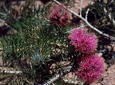 APII jpeg image of Melaleuca trichophylla  © contact APII