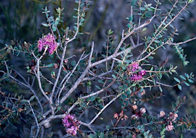 APII jpeg image of Melaleuca platycalyx  © contact APII