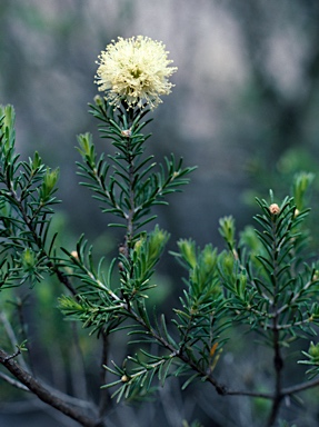 APII jpeg image of Kunzea glabrescens  © contact APII