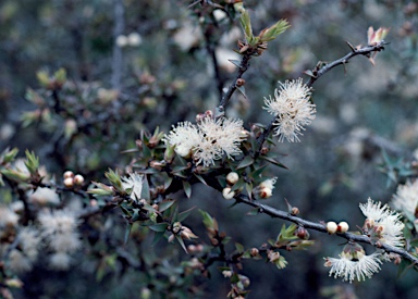 APII jpeg image of Melaleuca longistaminea  © contact APII