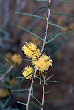 APII jpeg image of Melaleuca pungens  © contact APII