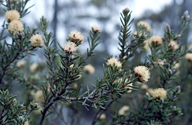 APII jpeg image of Melaleuca condylosa  © contact APII