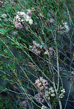 APII jpeg image of Melaleuca laxiflora x Melaleuca depauperata  © contact APII