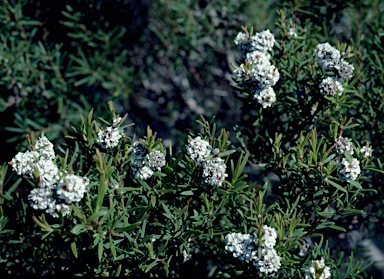 APII jpeg image of Taxandria linearifolia  © contact APII