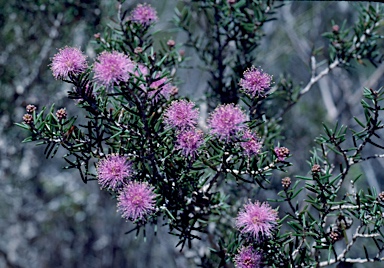 APII jpeg image of Melaleuca pentagona var. pentagona  © contact APII