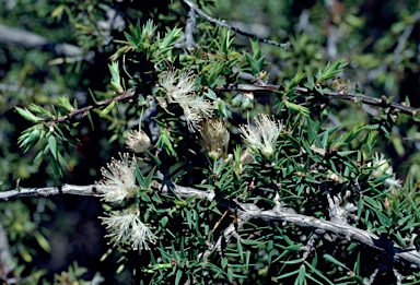 APII jpeg image of Melaleuca marginata  © contact APII