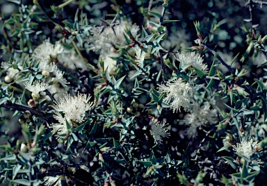 APII jpeg image of Melaleuca marginata  © contact APII