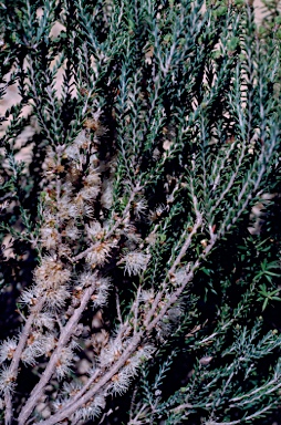 APII jpeg image of Melaleuca brevifolia  © contact APII