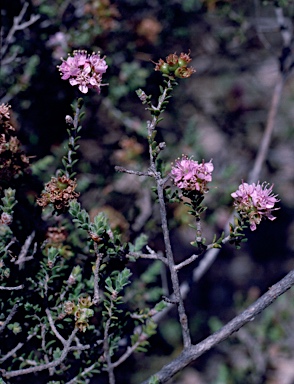 APII jpeg image of Kunzea micromera  © contact APII