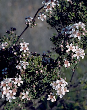 APII jpeg image of Pericalymma ellipticum var. floridum  © contact APII