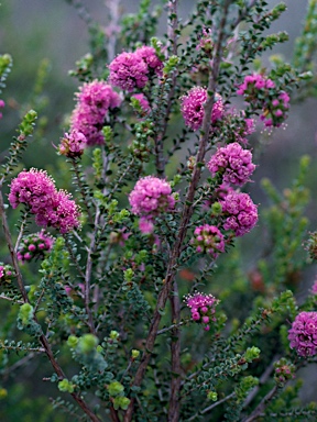 APII jpeg image of Kunzea recurva  © contact APII