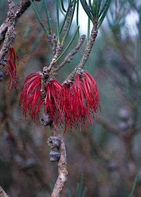 APII jpeg image of Calothamnus gracilis  © contact APII