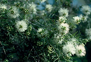 APII jpeg image of Melaleuca rhaphiophylla  © contact APII