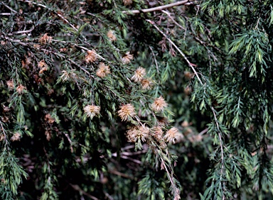 APII jpeg image of Melaleuca incana subsp. incana  © contact APII