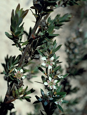 APII jpeg image of Leptospermum grandifolium  © contact APII