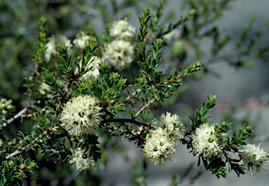 APII jpeg image of Kunzea bracteolata  © contact APII