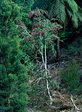 APII jpeg image of Melaleuca viridiflora  © contact APII