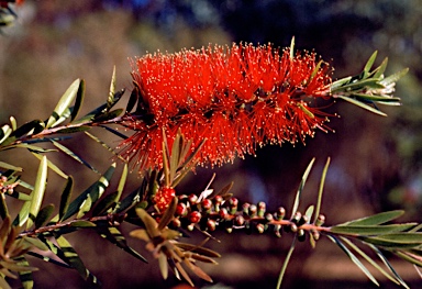 APII jpeg image of Callistemon recurvus  © contact APII