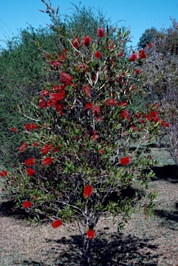 APII jpeg image of Callistemon 'Ewan Road'  © contact APII