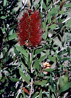 APII jpeg image of Callistemon 'Burgundy'  © contact APII