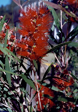 APII jpeg image of Callistemon viminalis  © contact APII