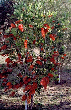 APII jpeg image of Callistemon 'Reliance'  © contact APII